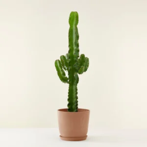 Cleistocactus