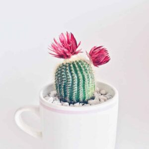 Old Lady Cactus